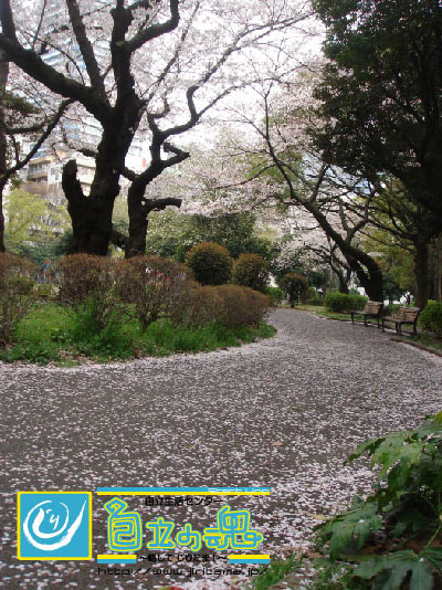 トップページイメージ画像：桜満開の公園。公園の歩道には桜の花びらが絨毯のようにちりばめられている。