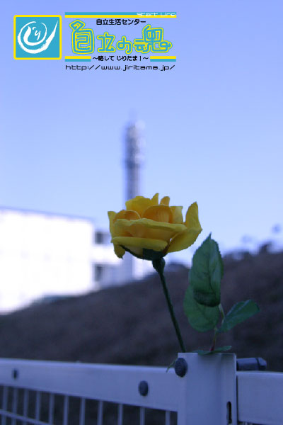 トップページイメージ画像：みなとみらいの某フェンスに置かれていた一本の黄色いバラ